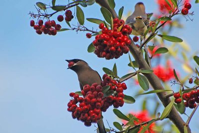 Waxwing with Blue Sky