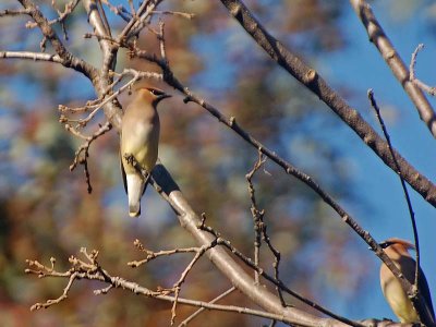 Two Waxwings with Fall Color