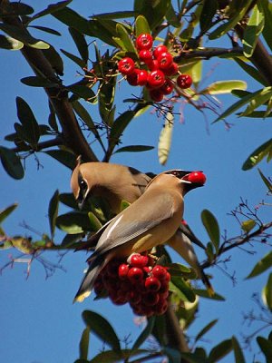 Mr. & Mrs. Waxwing
