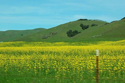 Fields of Yellow