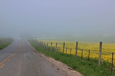 Foggy Road