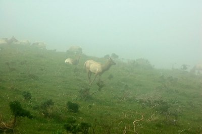 Elk Run in Fog