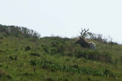 Pronged Elk Resting