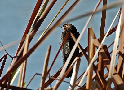 Young Red-winged Blackbird in the Reeds