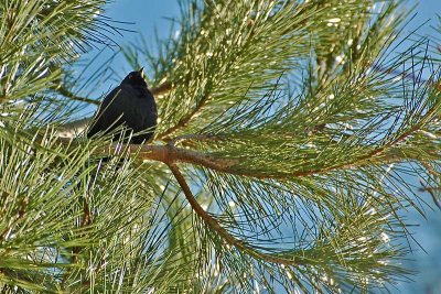 Brewer's Blackbird