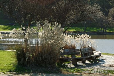 Pampas Branches