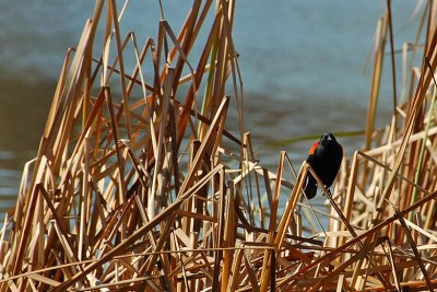 Red-winged Blackbird In the Reeds
