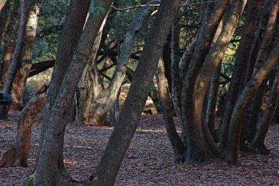 Lit Trees