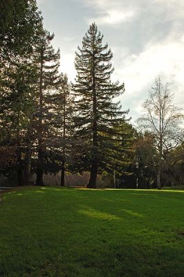 Field and Tall Trees
