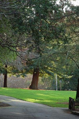 Path Through Park