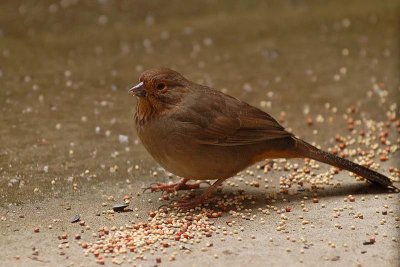 Wet Towhee with Seed