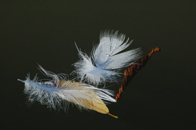 Floating Feathers