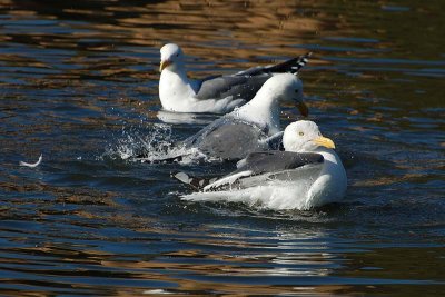 Gulls Bathing