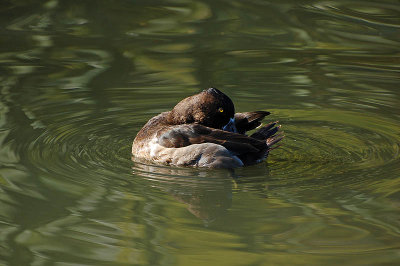 Snoozing Duck
