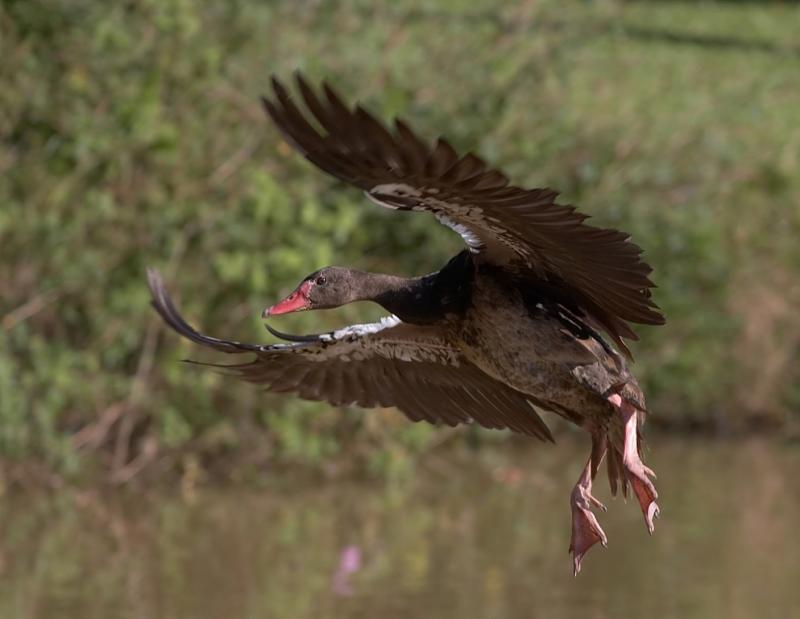 Spur-wing flying in