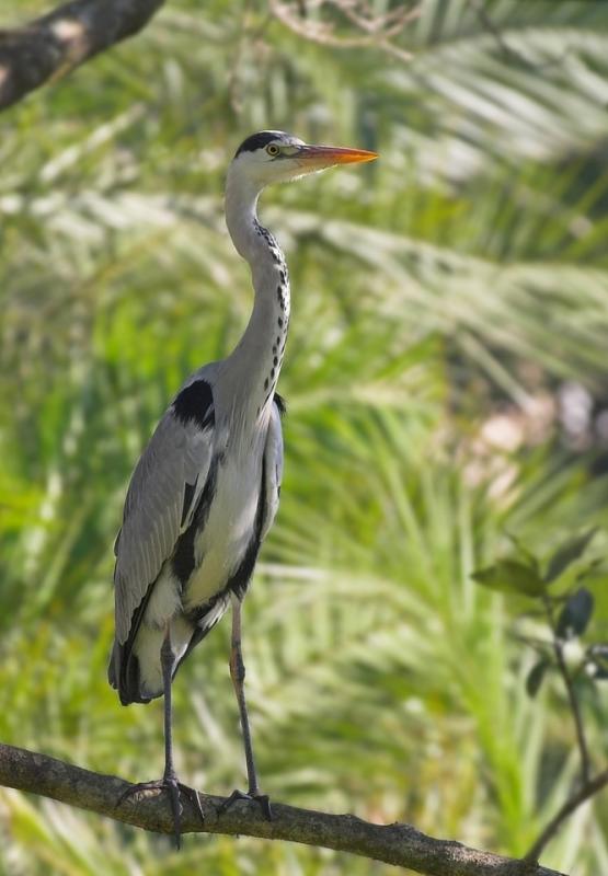 Grey Heron