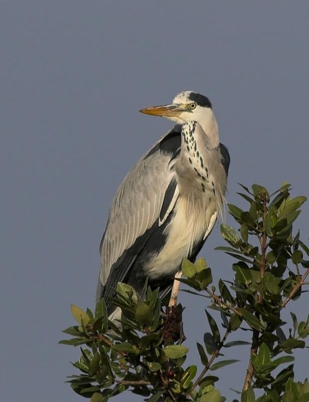 Grey Heron