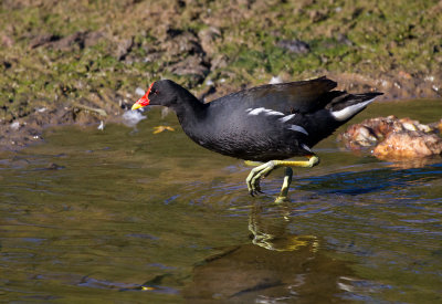 Water birds