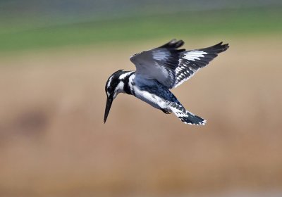 Pied Kingfisher