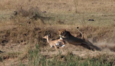 Kruger Park Lions