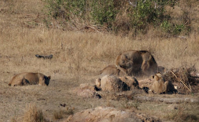 Kruger Park Lions