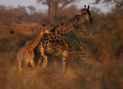Mother and child giraffe