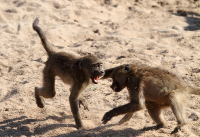 Young baboons playing