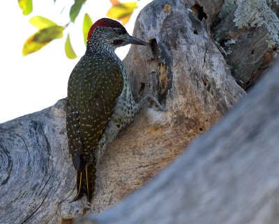 Knysna Woodpecker