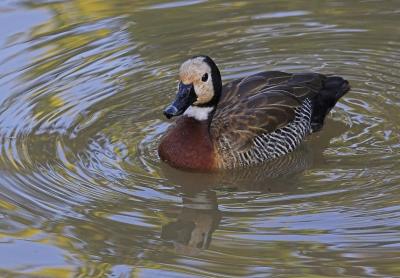 White faced duck