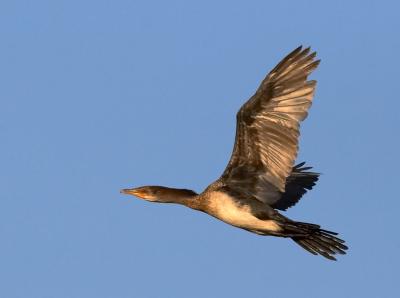 Cormorant