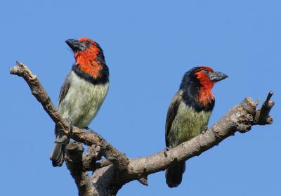 Black collared Barbet