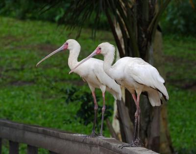 African Spoonbill