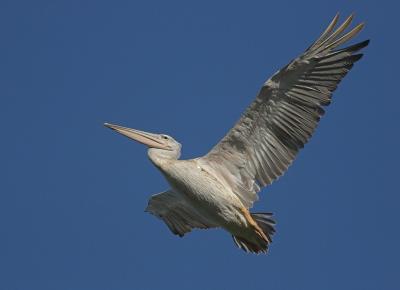 Pink-backed Pelican