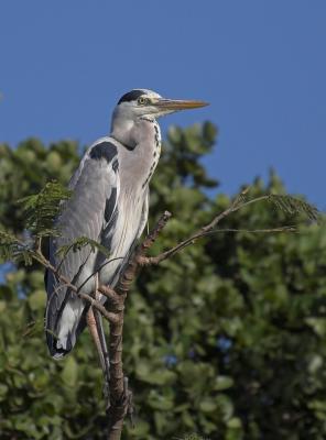 Grey Heron