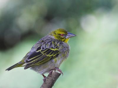 Female Yellow Weaver