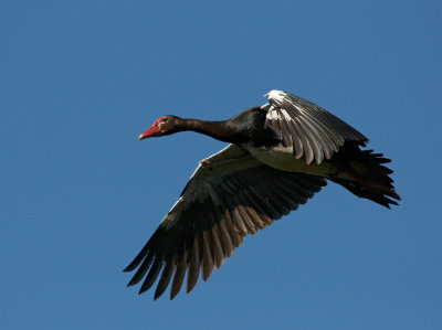 Spur-wing goose