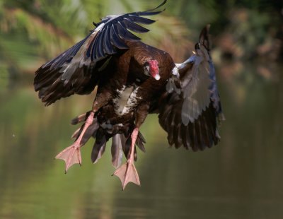 Spur-wing goose