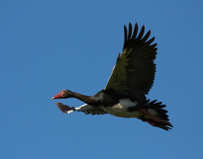 Spur-wing goose