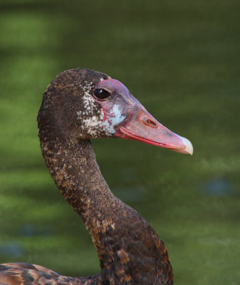 Juv Spur-wing goose