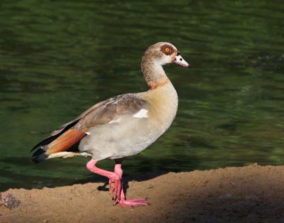 Egyptian goose