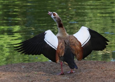 Egyptian goose