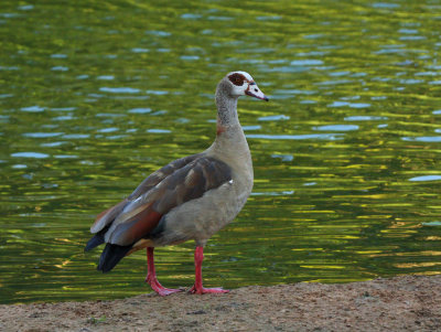 Egyptian goose