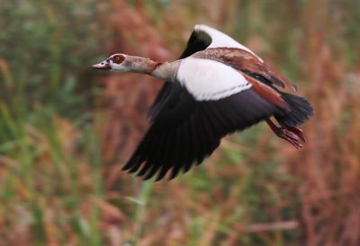 Egyptian goose