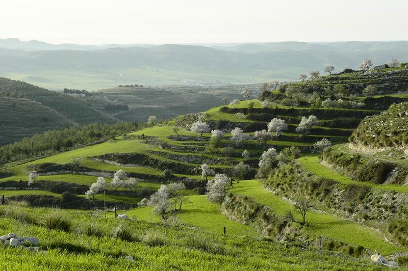 Landscape near Licodia Eubea