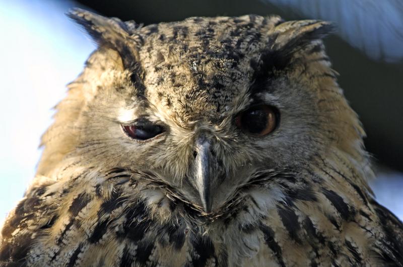 Eagle Owl