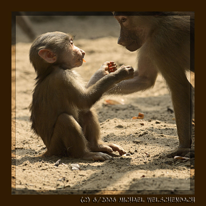 Baby Baboon