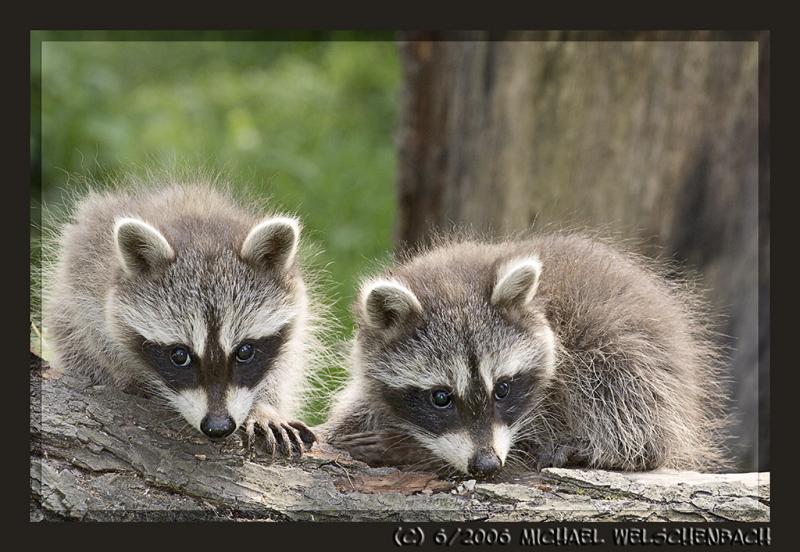 Baby Racoons