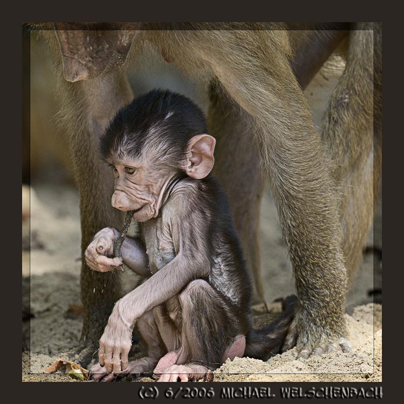 Baby Baboon