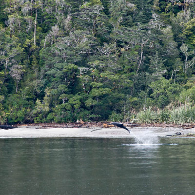 Hector Dolphins in Doubtful Sound