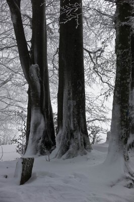 Black Forest Winter